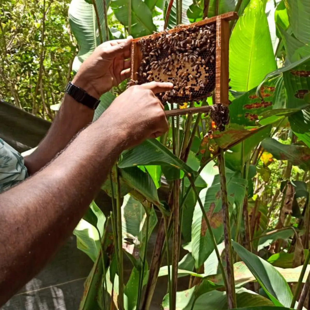 A beekeeper inspecting a frame