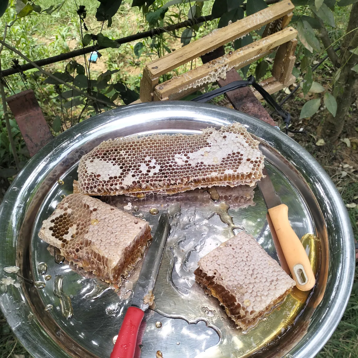 Freshly cut raw honeycomb