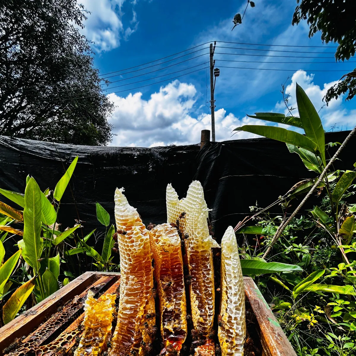 Fresh honeycomb frames in a Coorg apiary